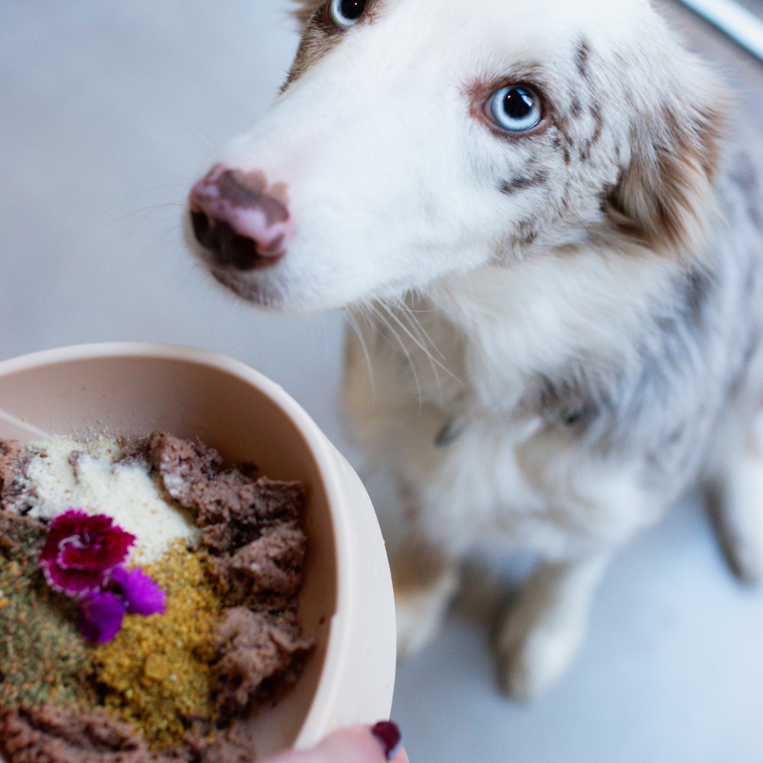 MintyMutt Powder