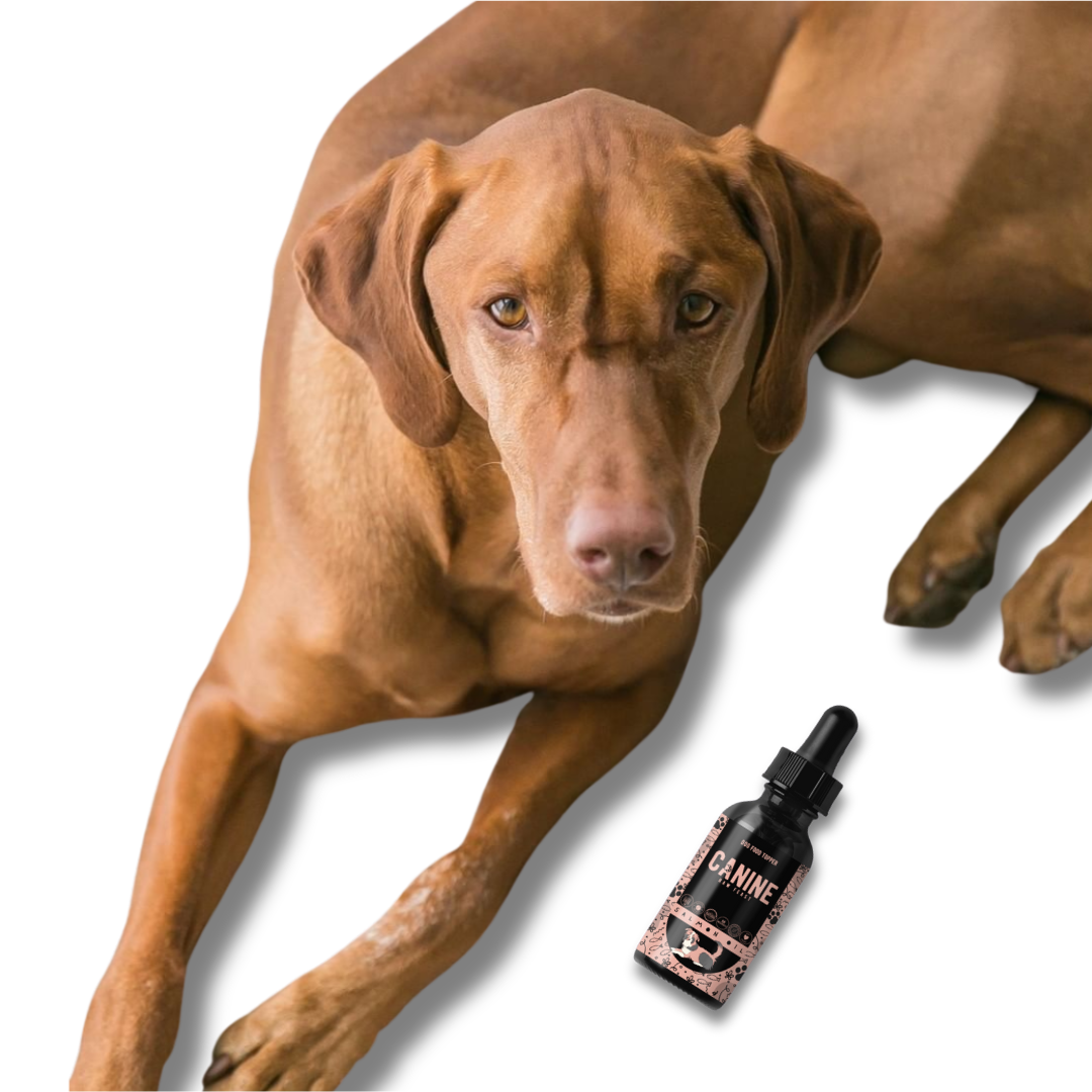 Salmon Oil