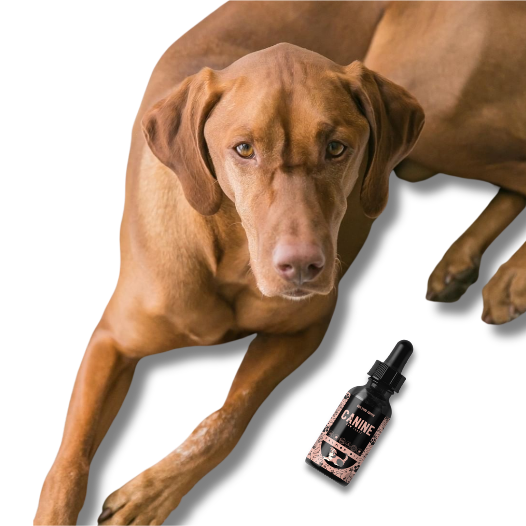 Dog Food Topper - Salmon Oil